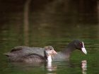 blaesshuhn_jungvogel.jpg