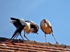 storch_jungvogel.jpg